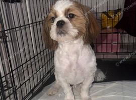7 month old Shih Tzu puppy