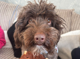 3 year old male cockapoo