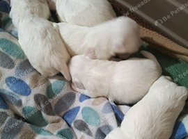 Maltese babys