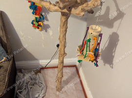 Large java tree parrot stand few months old
