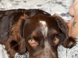 Beautiful lil boy 6 months old