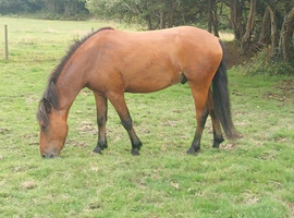 2 year old Gelding