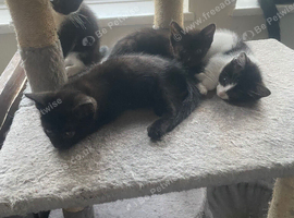 2black male kittens and 2 black and white female kitten