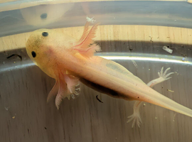 Baby axolotls a available for next day delivery.