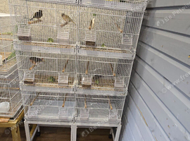 Assorted Canaries and breeding cages.