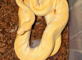Urgent proven female phantom enchi yb albino