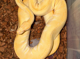 Varies adult royal (ball pythons) for sale