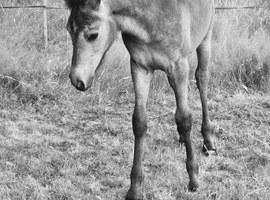 Beautiful connemara Filly
