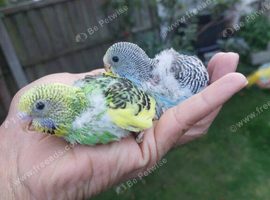 Hand reared super tame budgies