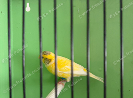 canaries