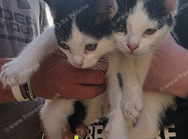 Kitten for sale