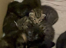 Mum and kittens to rehome
