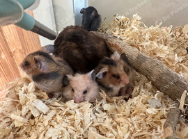 Syrian hamster babies