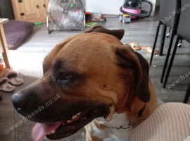 Dog to a good home free