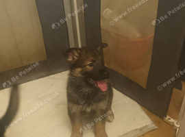 German shepherd x female pups