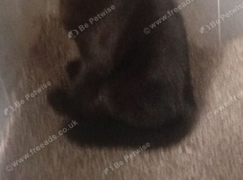 2 beautiful male kittens for sale