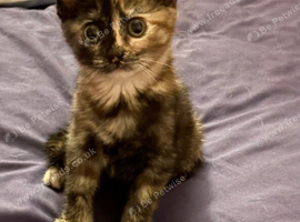 Tortoise shell