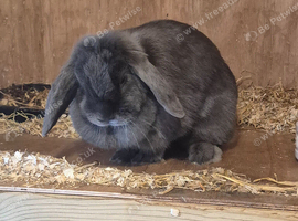 Beautiful grey rabbit