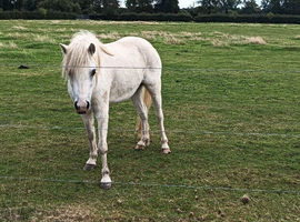Dolly (Cwmmeudwy Welsh Doll)