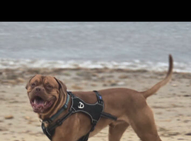&times;2 Dogue de Bordeaux for stud