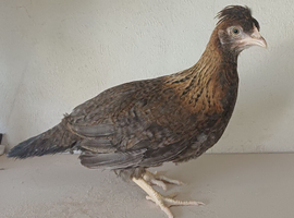 Female cream legbar chicks