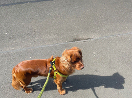 2 year old fox coloured cocker for sale