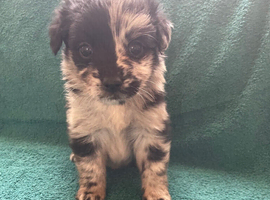 Beautiful Pomeranian cross poodle puppies for sale to a loving home