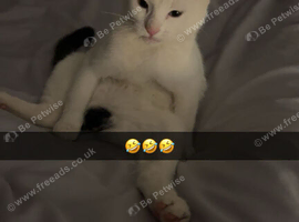 Female kitten