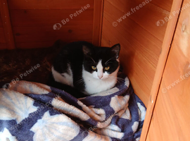 Female Cross ragdoll