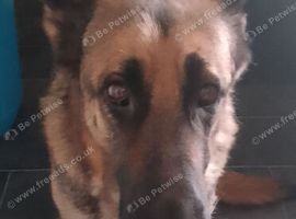Adult German shepherd