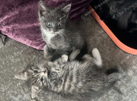 British shorthair cross kittens
