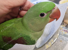 Hand Reared Baby Alexandrine