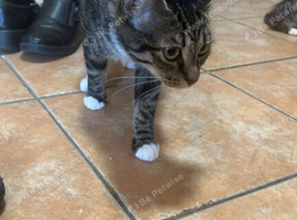 4 kittens for sale