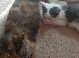 Kitten x 2 boys