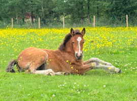 Stunning filly