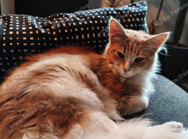 Make mainecoon