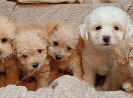Cavapoo puppy's