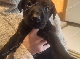 Labrador puppies * 3 LEFT* REDUCED PRICE