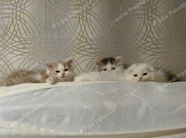 Lovely Scottish fold and straigh kittens