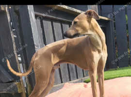 Italian greyhound for stud
