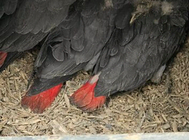 Baby African grey!! Uk cites&rung