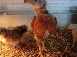 Oh shamo cross fertile eggs