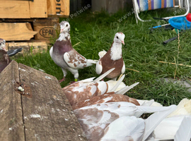 Tumblers pigeons All pair up
