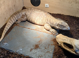 Bosc monitor female