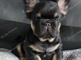 Fluffy french bulldog puppies visuals