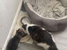 Male kitten