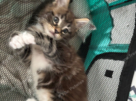 Maine coon x bengal kittens