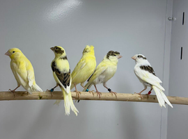 Canaries