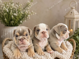 KC registered English bulldog pups