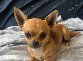 Toy chihuahua